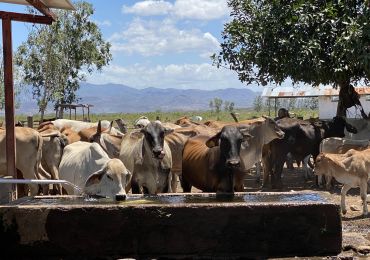 Sistema di pompa solare per l'approvvigionamento idrico del bestiame