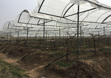 Progetto di irrigazione a goccia fotovoltaica da 7,5kW a Xuzhou